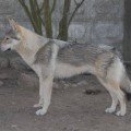 GAAP II Z PERONOWKI GAAP II Z PERONOWKI