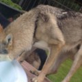 FENRIR Z PERONOWKI FENRIR Z PERONOWKI