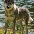 SIMARGL II Z PERONOWKI SIMARGL II Z PERONOWKI