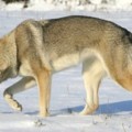 KALARATRI Z PERONOWKI KALARATRI Z PERONOWKI