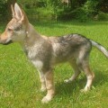 ORKIUS III Z PERONOWKI ORKIUS III Z PERONOWKI