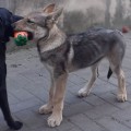 NYCZKA III Z PERONOWKI NYCZKA III Z PERONOWKI