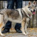 GRIN WOLF SOTIS GRIN WOLF SOTIS