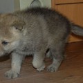 WULVER Z PERONOWKI WULVER Z PERONOWKI