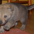 WARG Z PERONOWKI WARG Z PERONOWKI