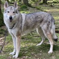 FURFUR ANAT II Z PERONOWKI FURFUR ANAT II Z PERONOWKI