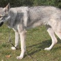 MOROAICA II Z PERONOWKI MOROAICA II Z PERONOWKI