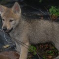 MOKOSZ II Z PERONOWKI MOKOSZ II Z PERONOWKI