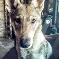 LAMIJA III Z PERONOWKI LAMIJA III Z PERONOWKI