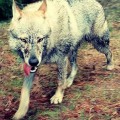 GAJOWIK III Z PERONOWKI GAJOWIK III Z PERONOWKI