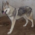 FUGAS III Z PERONOWKI FUGAS III Z PERONOWKI