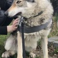 FYLGJA III Z PERONOWKI FYLGJA III Z PERONOWKI