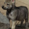 RONJA II Z PERONOWKI RONJA II Z PERONOWKI