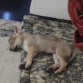 ZEYA ZEYA