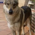 YDRAKO OD UHOSTE YDRAKO OD UHOSTE