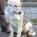 TRICKY WOLF OD UHOSTE TRICKY WOLF OD UHOSTE
