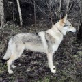 WARG III OD UHOSTE WARG III OD UHOSTE