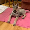 ROMTAT FARM SVETLAYA LUNA ROMTAT FARM SVETLAYA LUNA