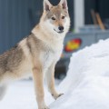 ARCTIC KARELIAN AURORA