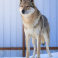 ARCTIC KARELIAN ARGANTHAN