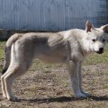 EPOHA VIKTORII TESSI SEREBRISTAYA KRASA EPOHA VIKTORII TESSI SEREBRISTAYA KRASA
