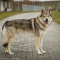 DAMON HLAS VLKA