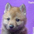 TARICKA III OD UHOSTE TARICKA III OD UHOSTE