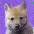 TOREAS III OD UHOSTE TOREAS III OD UHOSTE