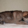 BASTIAN GREYHOUND WOLF BASTIAN GREYHOUND WOLF
