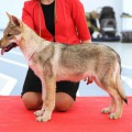 URALS WOLF WISHERA URALS WOLF WISHERA