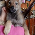 EPOHA VIKTORII FERRARI BEST WOOLF EPOHA VIKTORII FERRARI BEST WOOLF