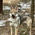 EPOHA VIKTORII FENRIR LOKI EPOHA VIKTORII FENRIR LOKI