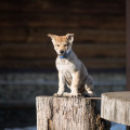 POKORITEL ZARI BONITO LOBO GUARDIAN POKORITEL ZARI BONITO LOBO GUARDIAN