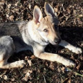IMPET UNTER WOLFEN