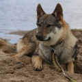 WOELFISH BRUNO UNTER WOLFEN