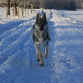 WOELFISH NEVILLE UNTER WOLFEN