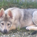 SEIJURO UNTER WOLFEN