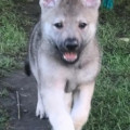 SHINGEKI UNTER WOLFEN