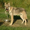 ANUBIS WOLF Z PERONOWKI ANUBIS WOLF Z PERONOWKI