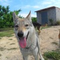 ONYX GIRIOS DVASIA ONYX GIRIOS DVASIA