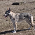 VAL'KIRIYA GONDUK IZ VITAIRII -DUSYA-