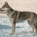 ASET VOODOO WOLF Z PERONOWKI ASET VOODOO WOLF Z PERONOWKI