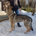 WARG ZABAR GIRIOS DVASIA WARG ZABAR GIRIOS DVASIA