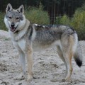 JIGARKHVAR II Z PERONOWKI JIGARKHVAR II Z PERONOWKI