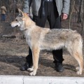 RAISING STAR CEFEYA RAISING STAR CEFEYA