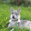 PERUN S USHMORSKOGO LESA PERUN S USHMORSKOGO LESA
