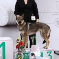 WOLFIN GIRIOS DVASIA WOLFIN GIRIOS DVASIA