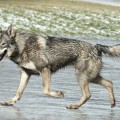 UNORAVA PILKE GIRIOS DVASIA UNORAVA PILKE GIRIOS DVASIA