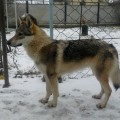 RAISING STAR ENIGMA RAISING STAR ENIGMA