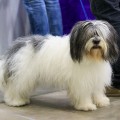 MATILDA TRIUMPHE ODIS